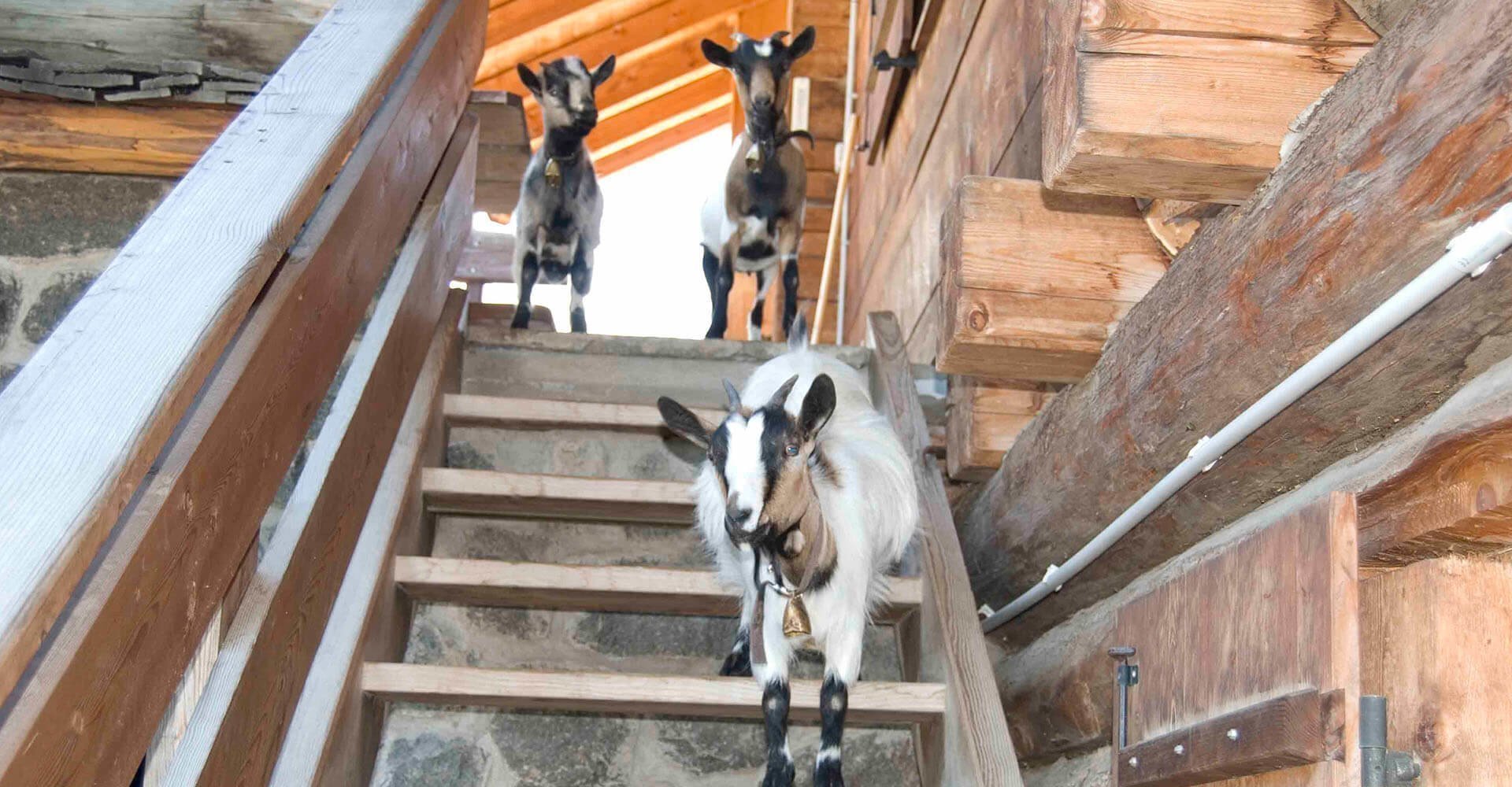 Kinderurlaub auf dem Bauernhof in Kastelruth/Südtirol