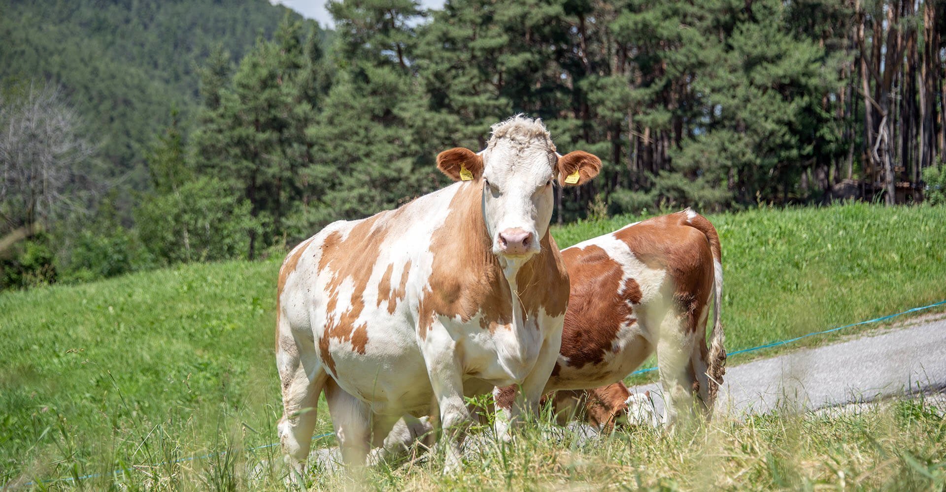 Kinderurlaub auf dem Bauernhof in Kastelruth/Südtirol