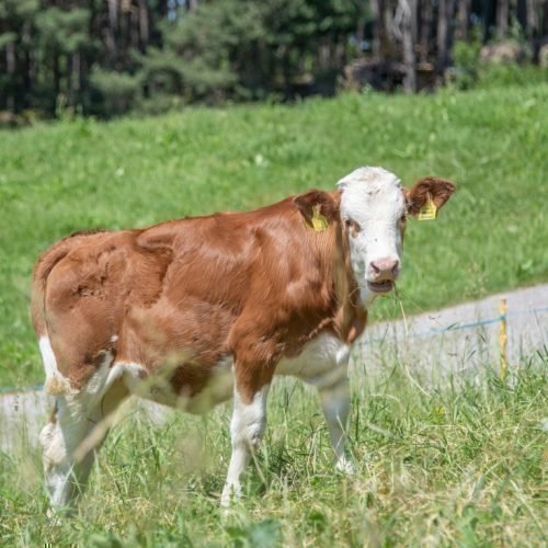 Radauer-Hof Kastelruth in Südtirol | Ein unvergesslicher Kinderurlaub auf dem Bauernhof!