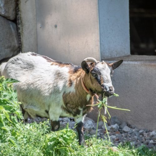 Radauer-Hof Kastelruth in Südtirol | Ein unvergesslicher Kinderurlaub auf dem Bauernhof!