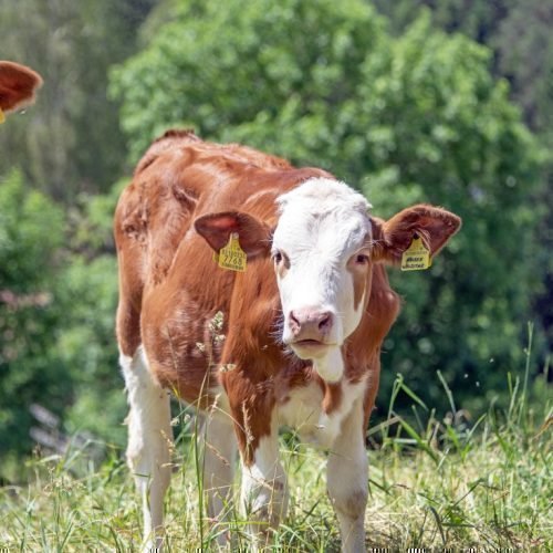 Radauer-Hof Kastelruth in Südtirol | Ein unvergesslicher Kinderurlaub auf dem Bauernhof!